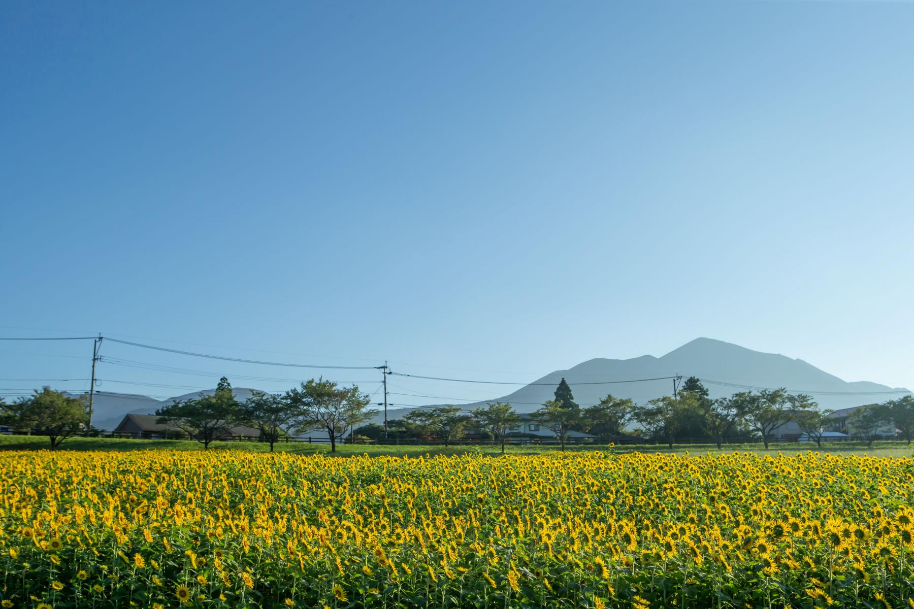 夏の花といえば「ひまわり」！宮崎県内のおすすめスポット5選-1