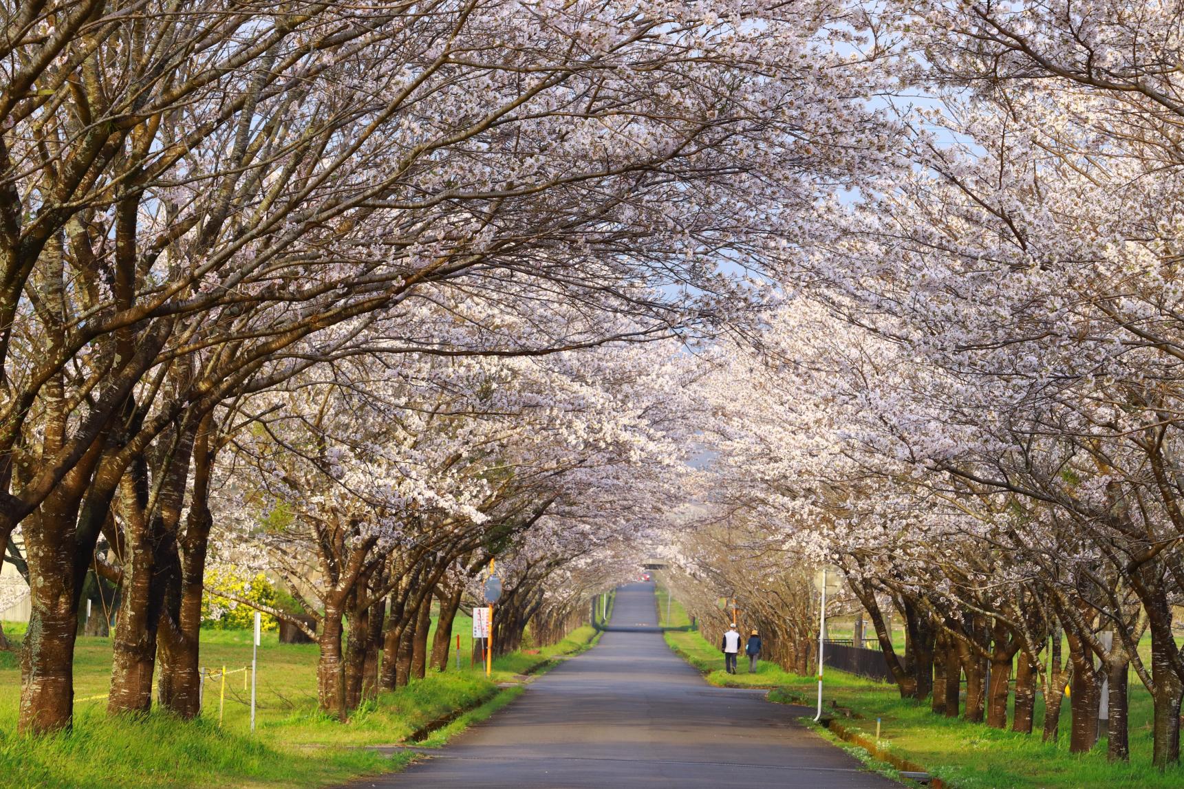 Take a tour of famous spots for seasonal flowers in Miyazaki! - Spring --1