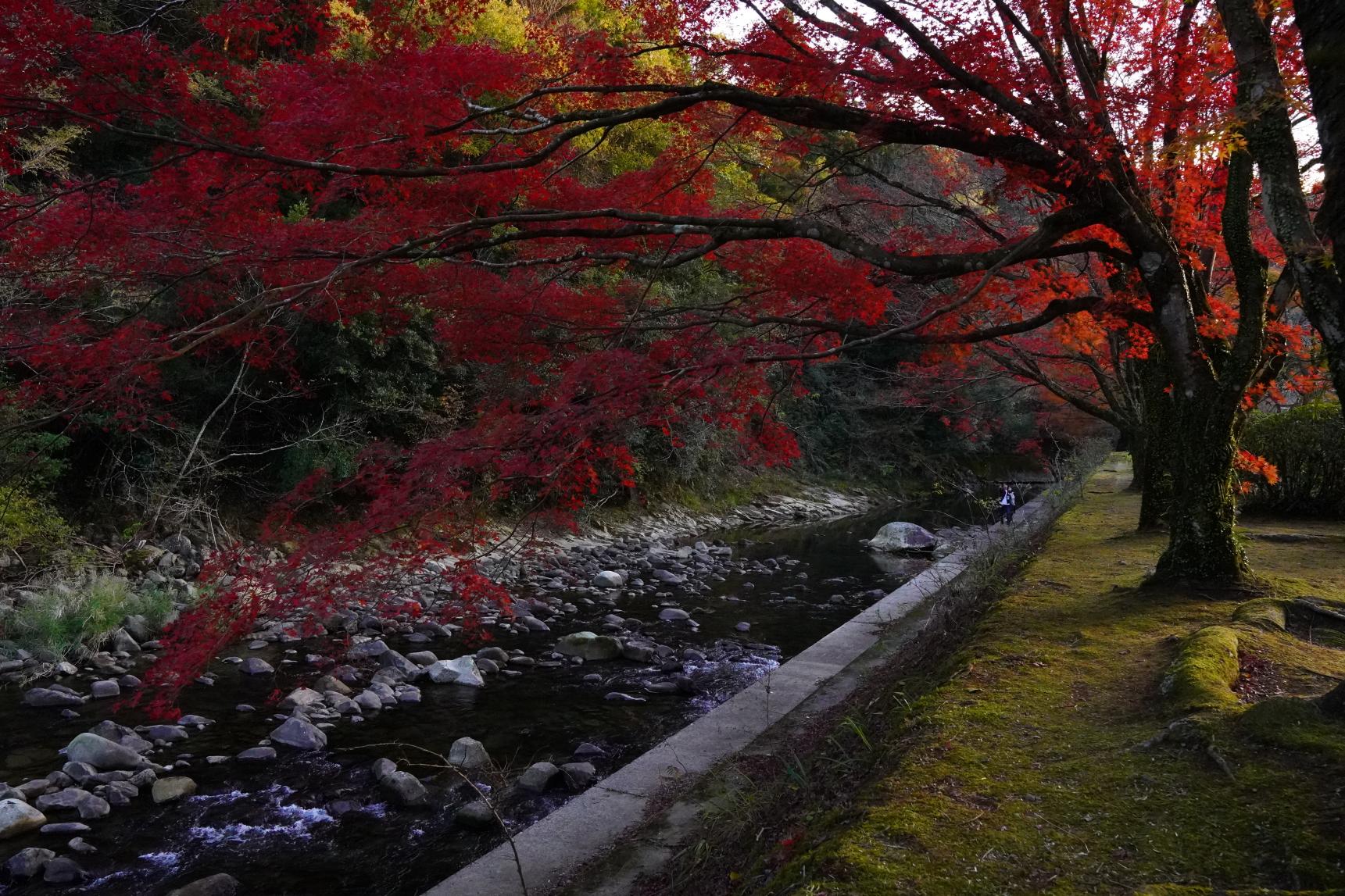 紅葉モデルコースで楽しむ　秋の宮崎県西編【都城・三股編】-1