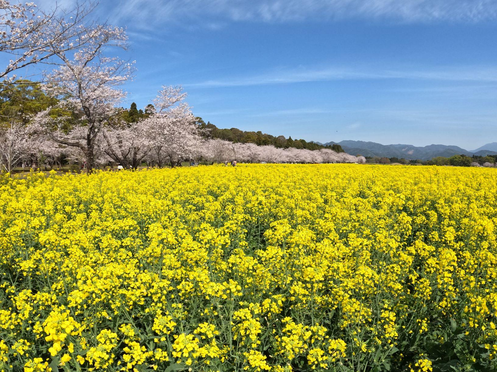 Ⅰ 神話を知る ～3.天孫ニニギを魅了したコノハナサクヤヒメの謎に迫る～-0