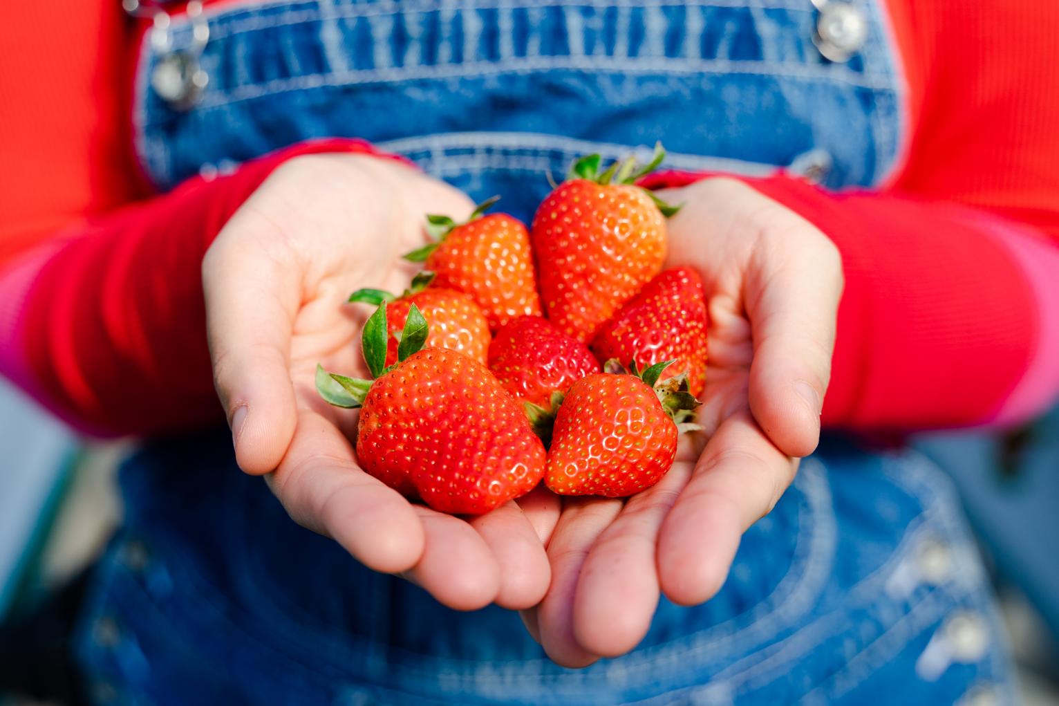 The Fun-Filled Strawberry Picking Day-1