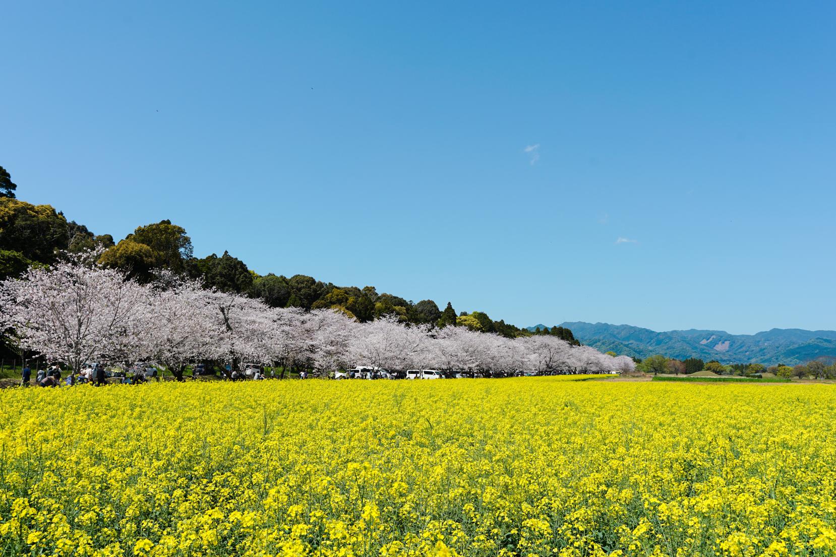 Captivating Sakura Viewing in Miyazaki’s Majestic Nature-1