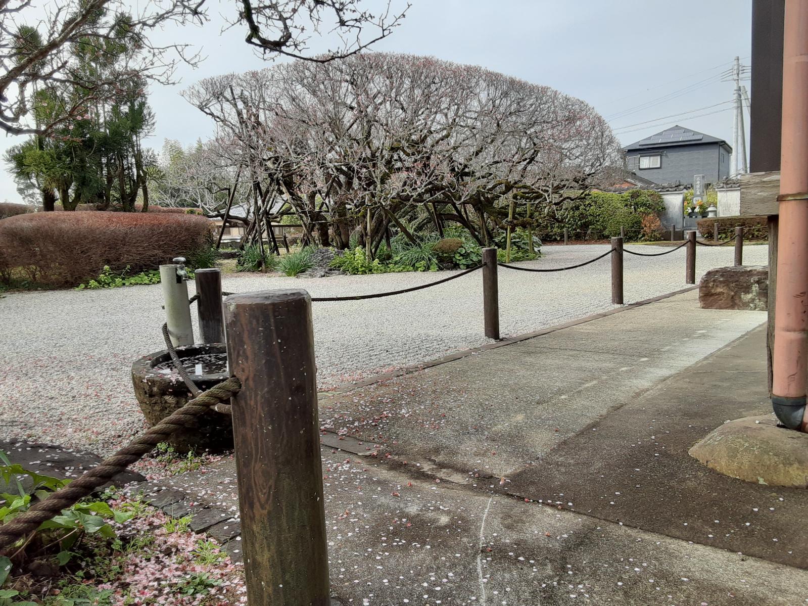 楽山園までの通路-2