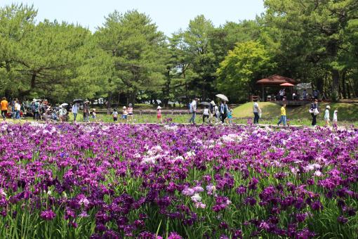 （終了しました）第47回はなしょうぶまつり-0