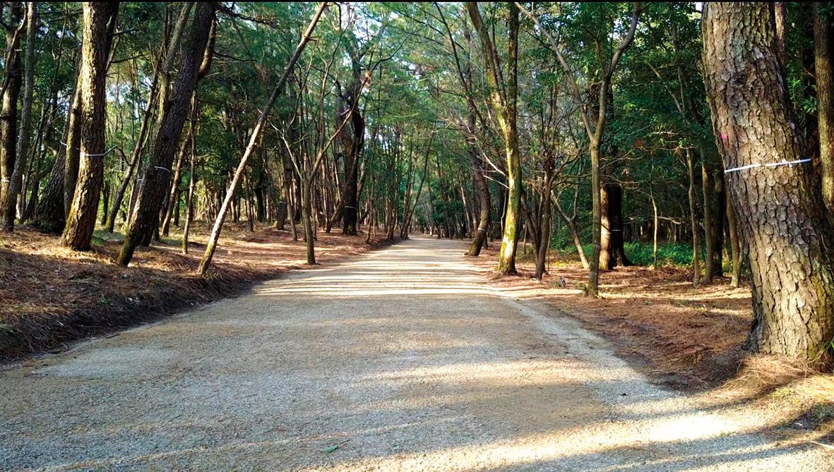 ひなた宮崎県総合運動公園 クロスカントリーコース（フェニックスコース）-0