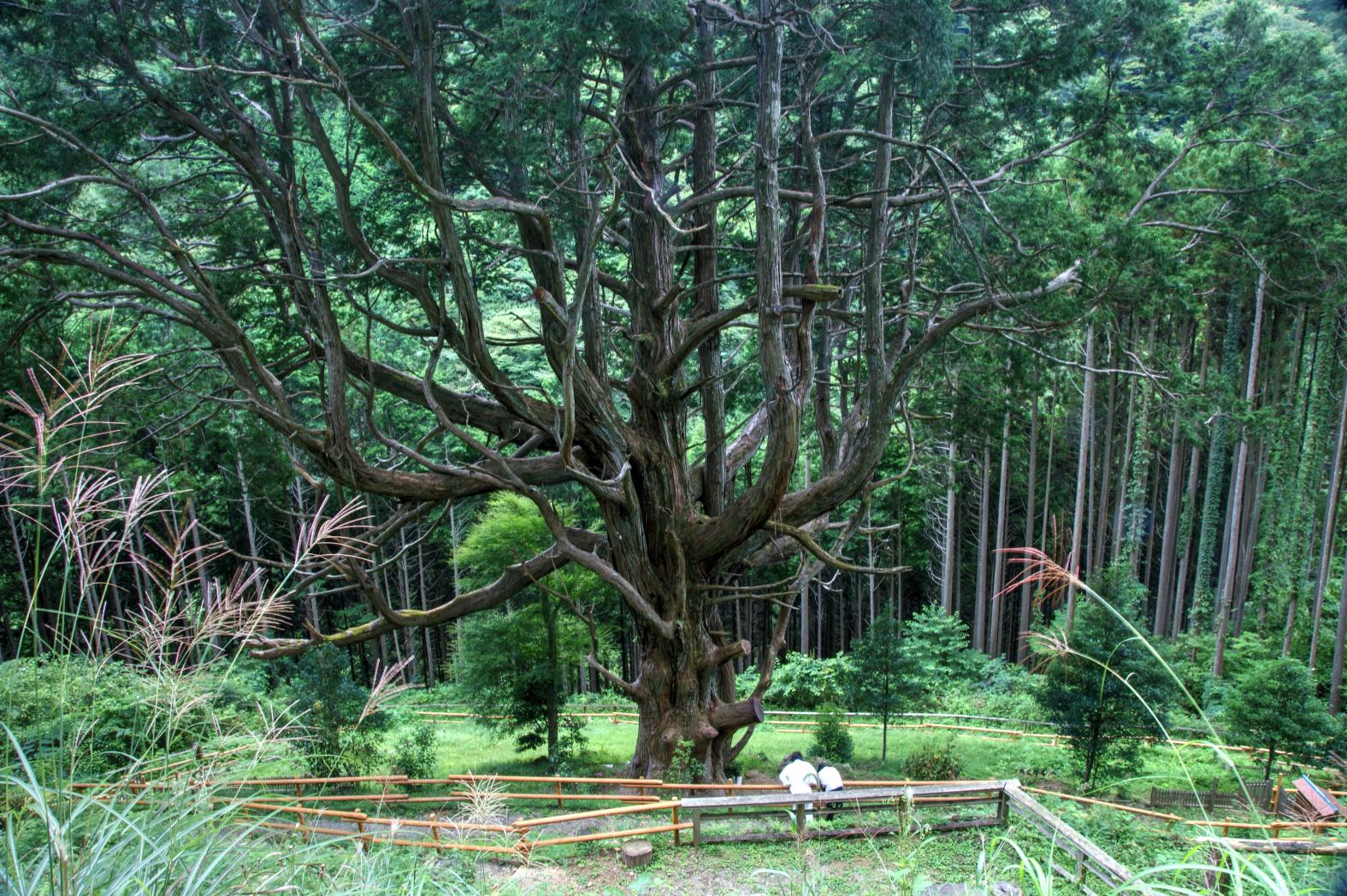 Shiiba Village, One of Japan's three most secluded regions-6