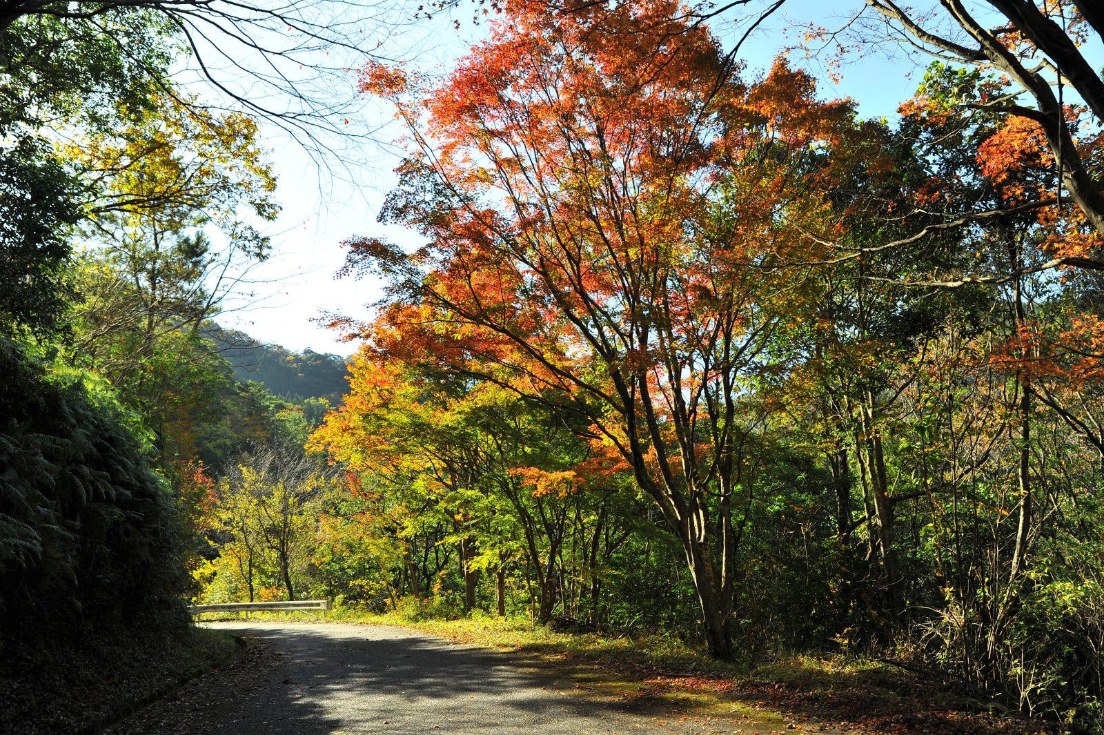 松ヶ下もみじ林道-1