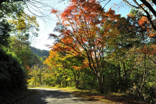 松ヶ下もみじ林道-0