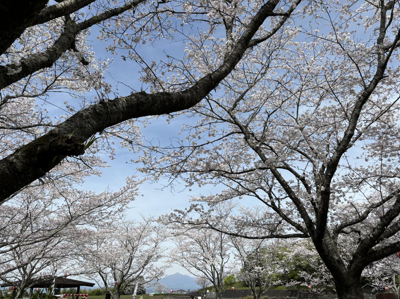 【2025】上米公園桜まつり-1